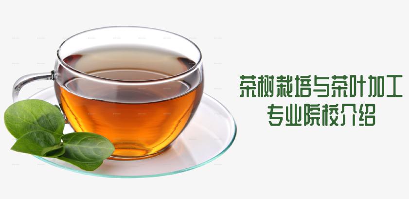 贵州省成人高考成考[茶叶生产与加工技术]专业介绍